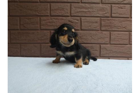 成約済の埼玉県のミニチュアダックスフンド(ロングヘアード)-79180の1枚目